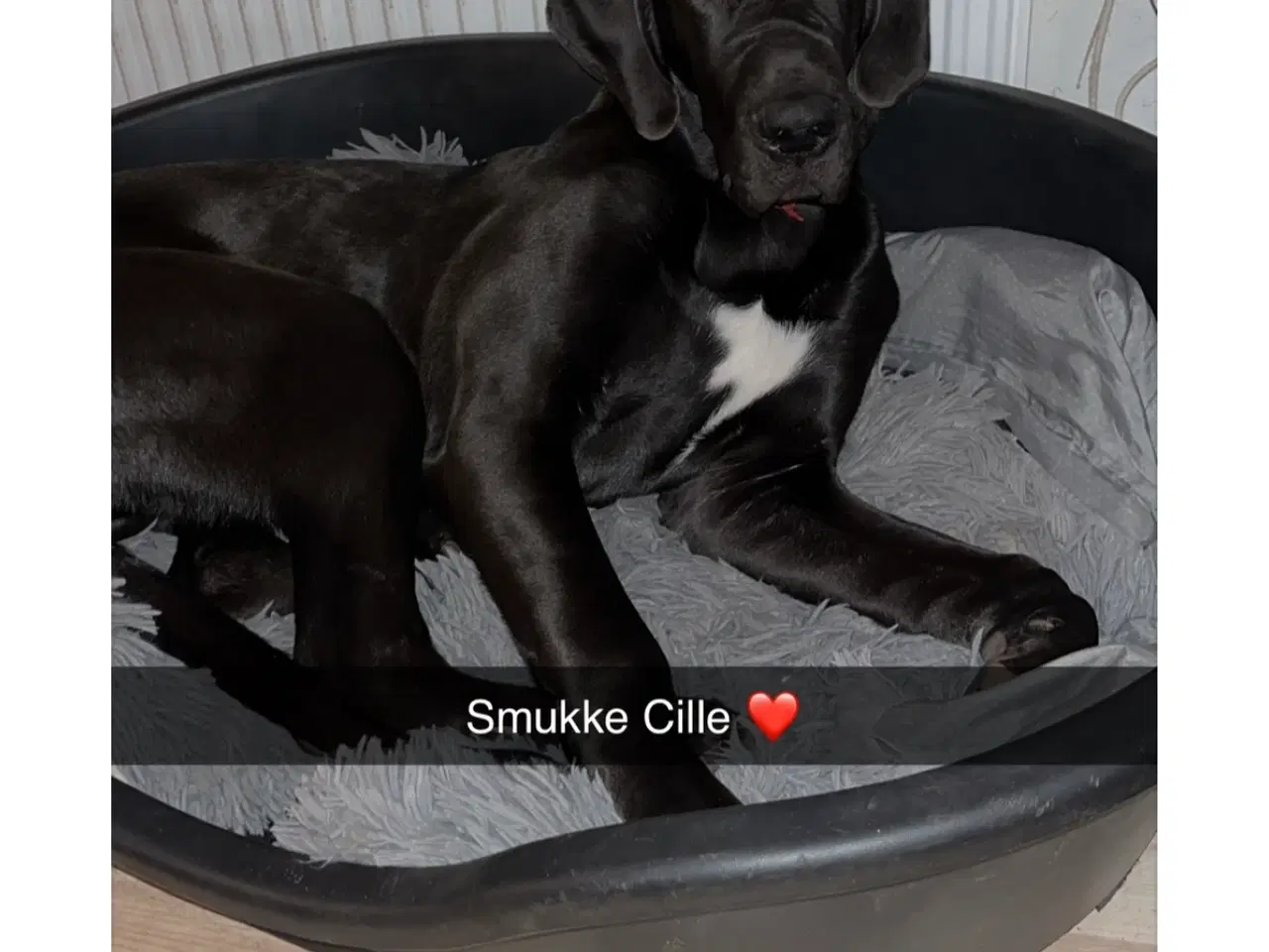 Billede 2 - Grandanois, irsk ulvehund, cane Corso hundehvalpe