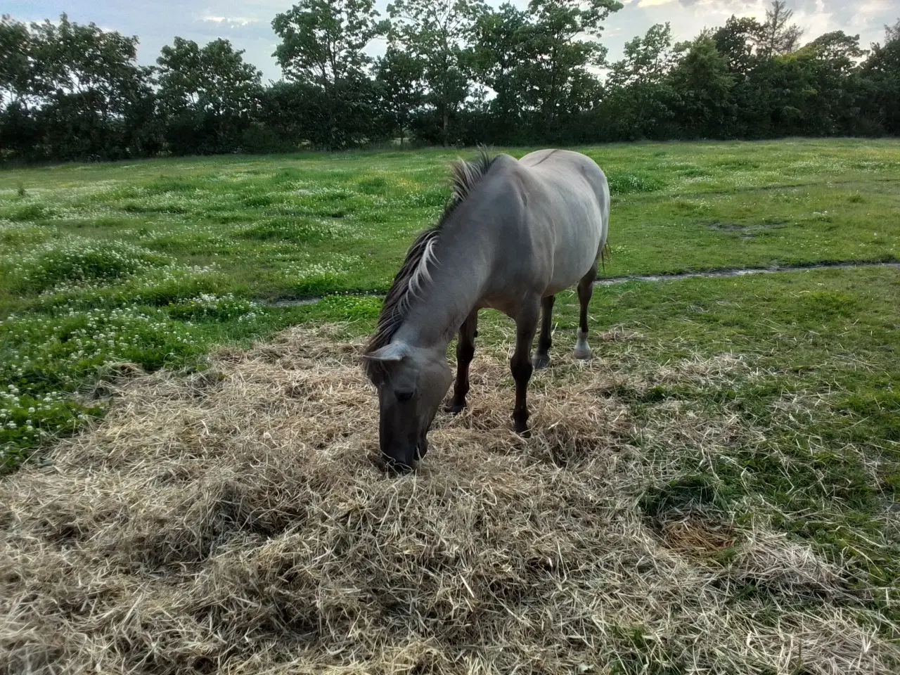 Billede 3 - PONY 