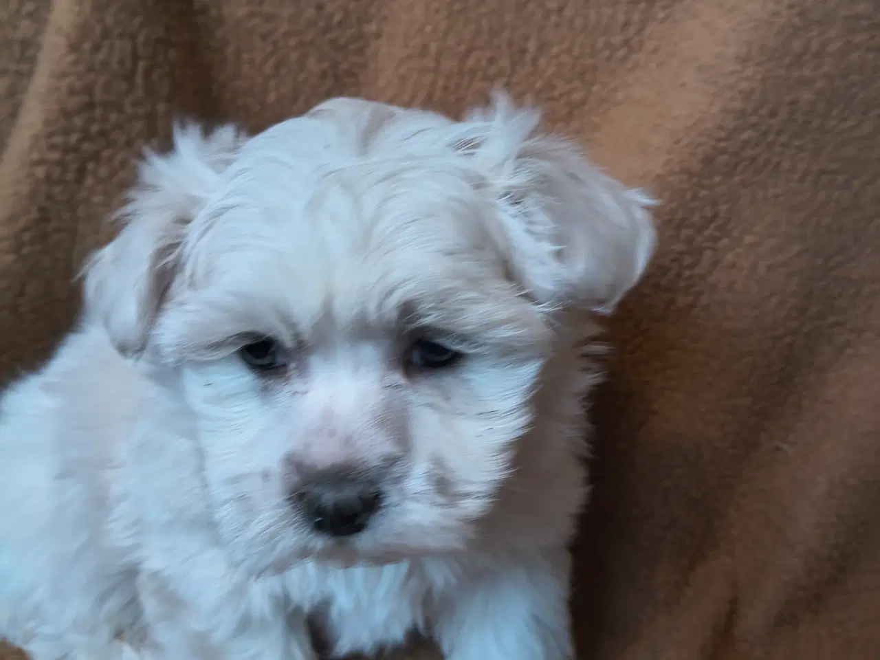 Billede 4 - Maltipoo - malteser hvalpe