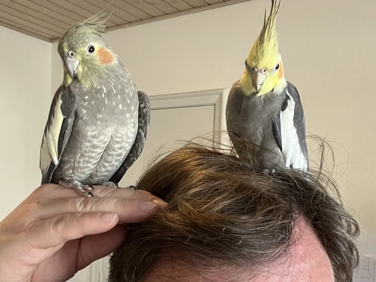 Billede 1 - Nymfeparakit par