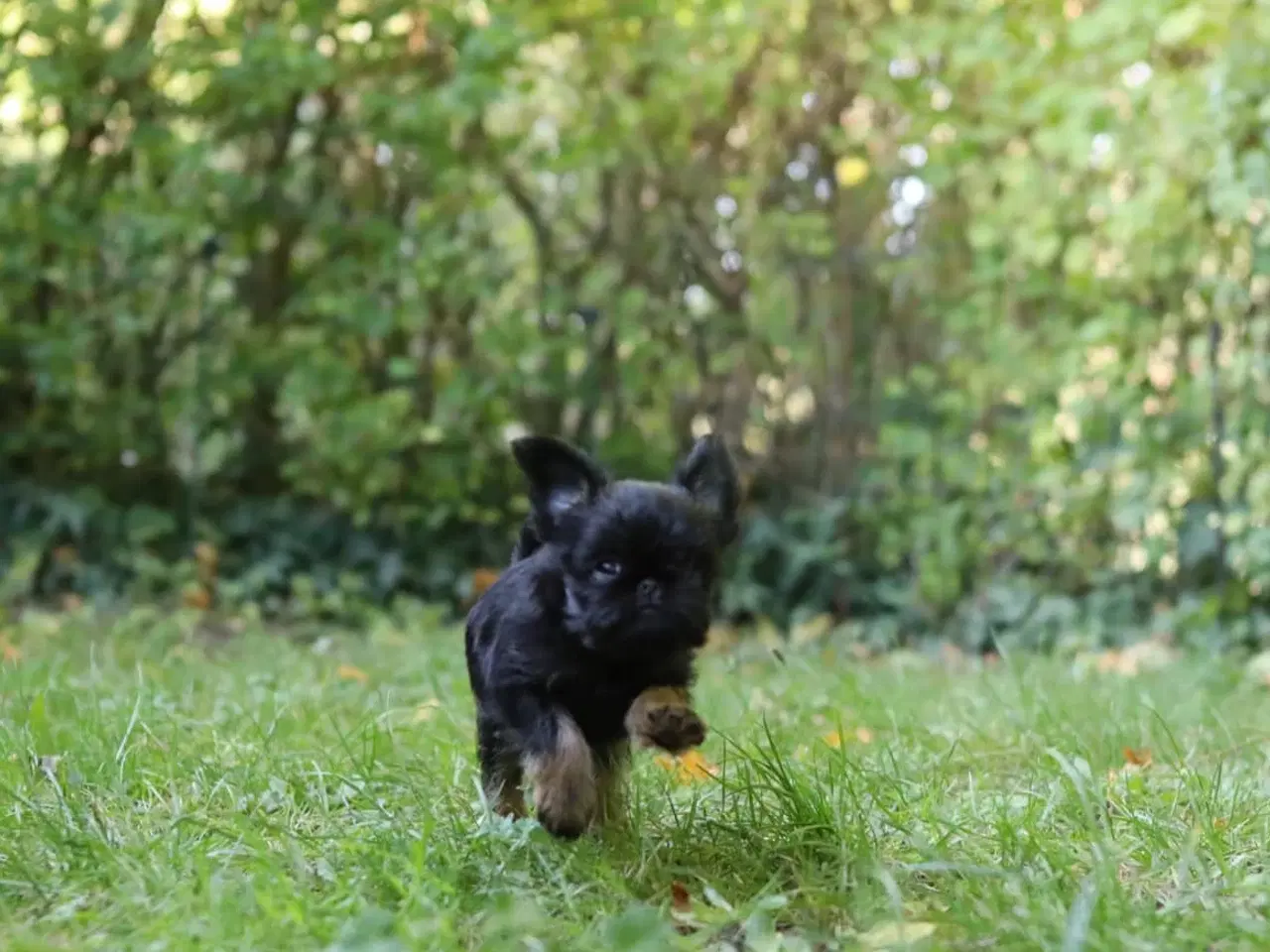 Billede 2 - Hundehvalp (Griffon Belge)