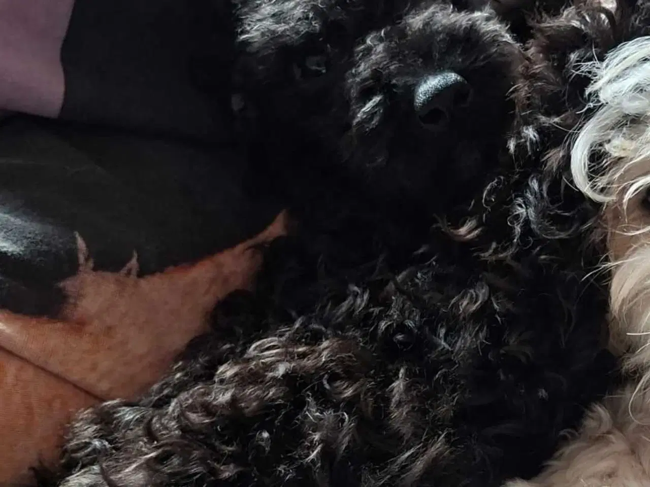 Billede 2 - Smukke Baby