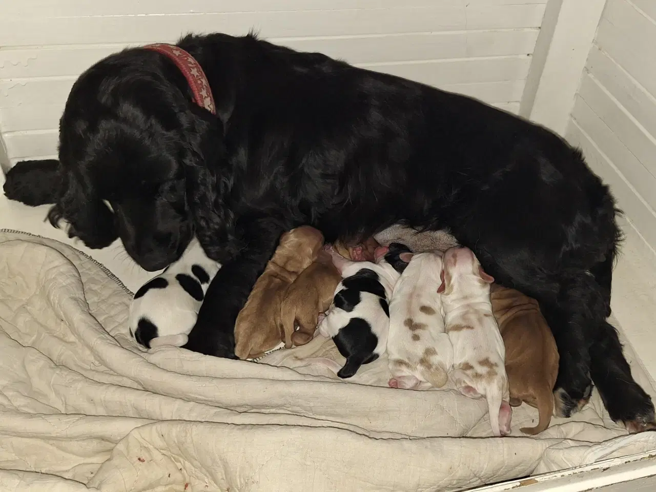 Billede 2 - Cocker spaniel hvalpe