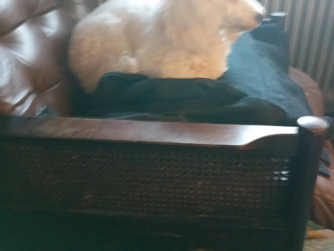 Billede 4 - Puddel hvalpe