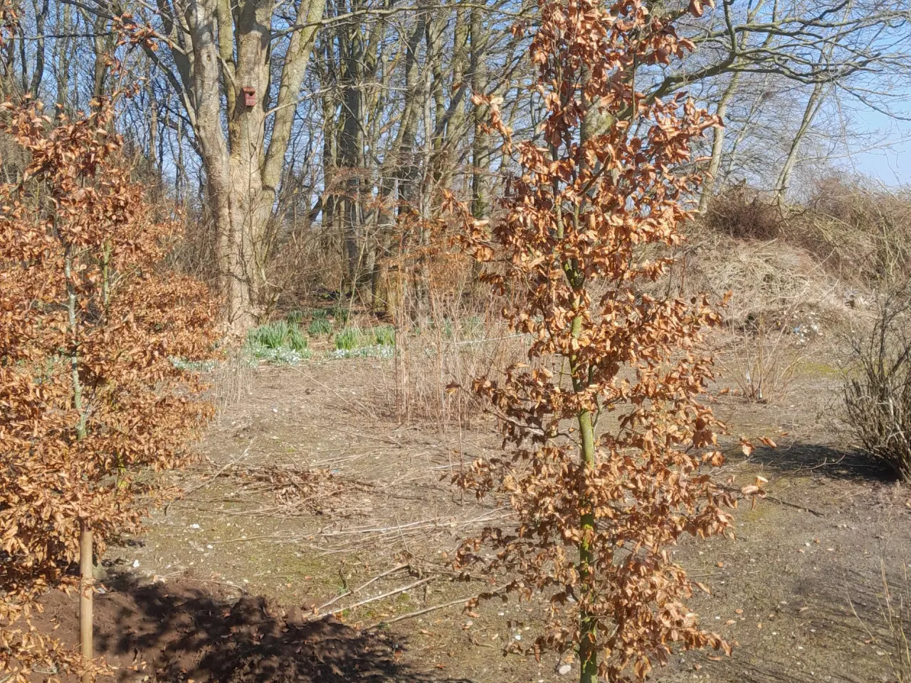 Billede 2 - TRÆER - RØDBØG ALLETRÆER