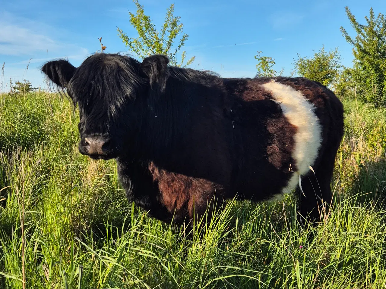 Billede 6 - Galloway - 3 køer + 2 kalve 