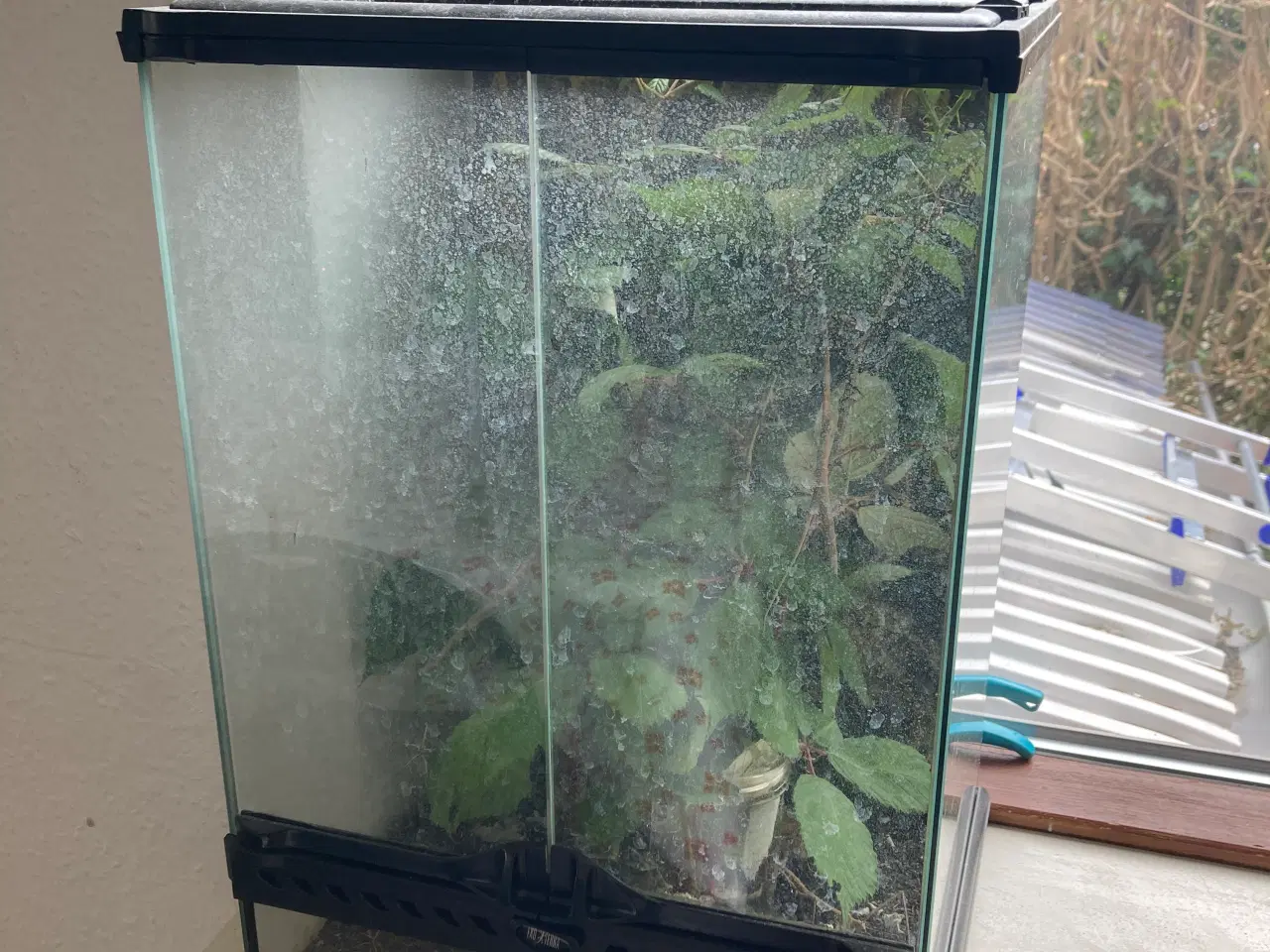 Billede 2 - Terrarium 30x30x45 m. Vandrende Pinde