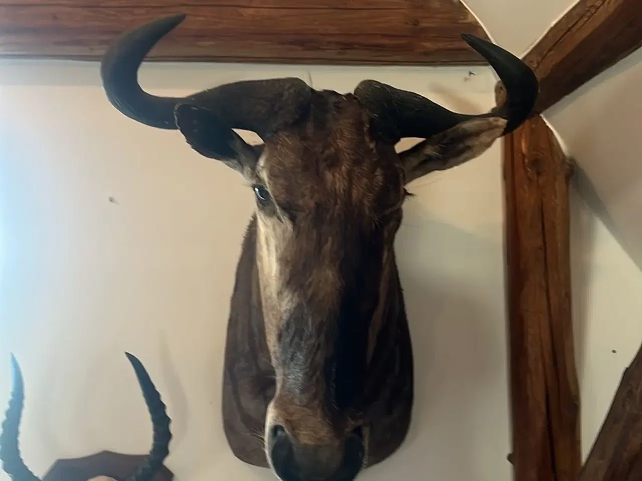 Billede 1 - Blue wilderbeest 