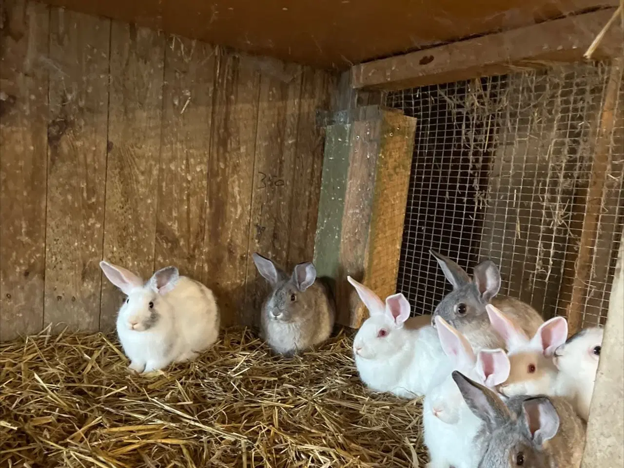 Billede 6 - Dværg kanin unger 