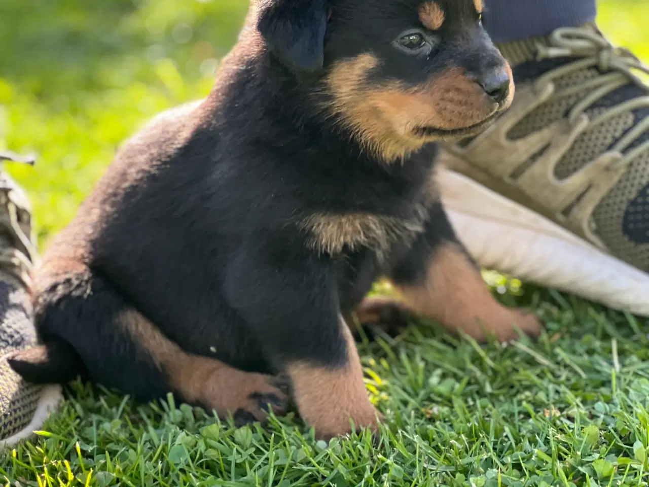 Billede 6 - Rottweiler hvalpe 