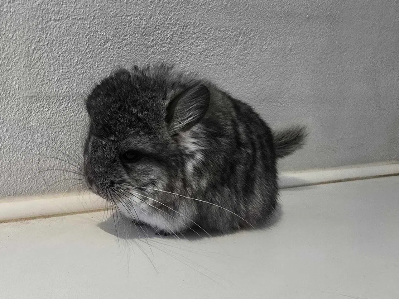 Billede 7 - Chinchilla unge