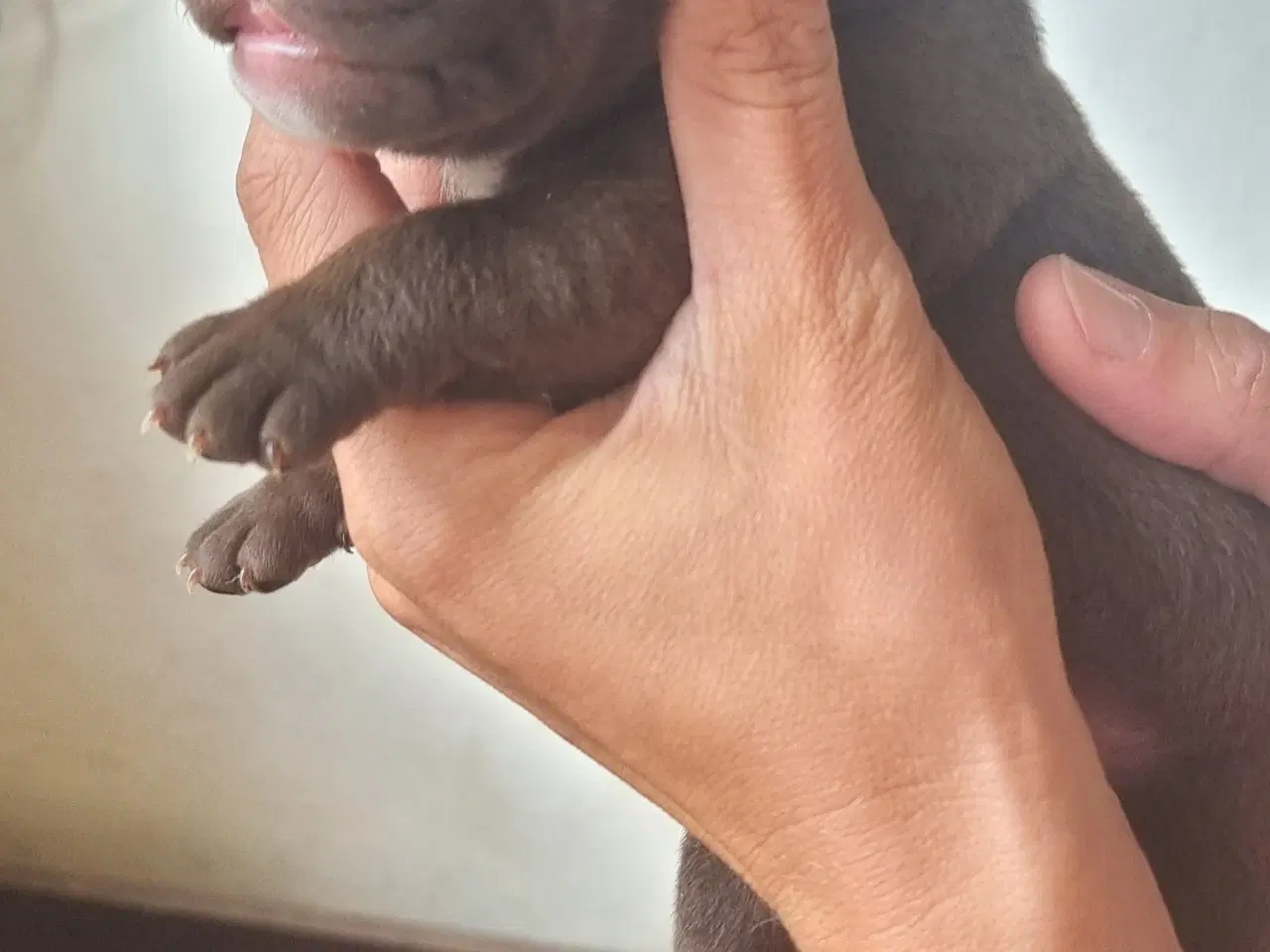 Billede 9 - Old english bulldog blandinger. 