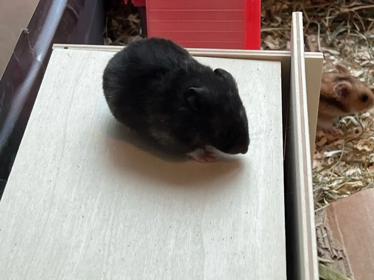 Billede 4 - Sibiriske guldhamster unger