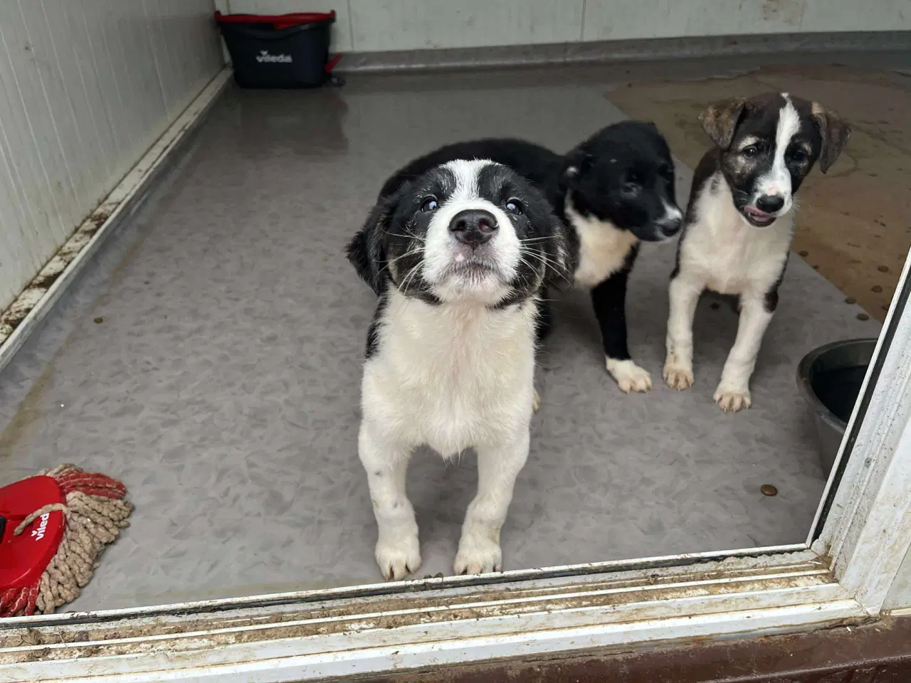 Billede 4 - Lyra søger sit 4 ever hjem 