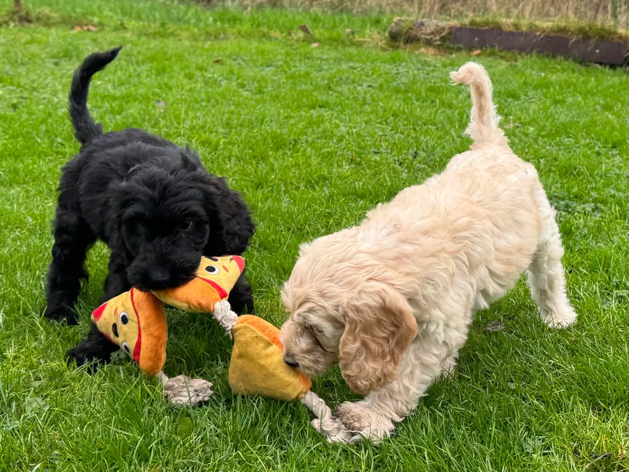 Billede 5 - Cockapoo/cockerpoo/doodle