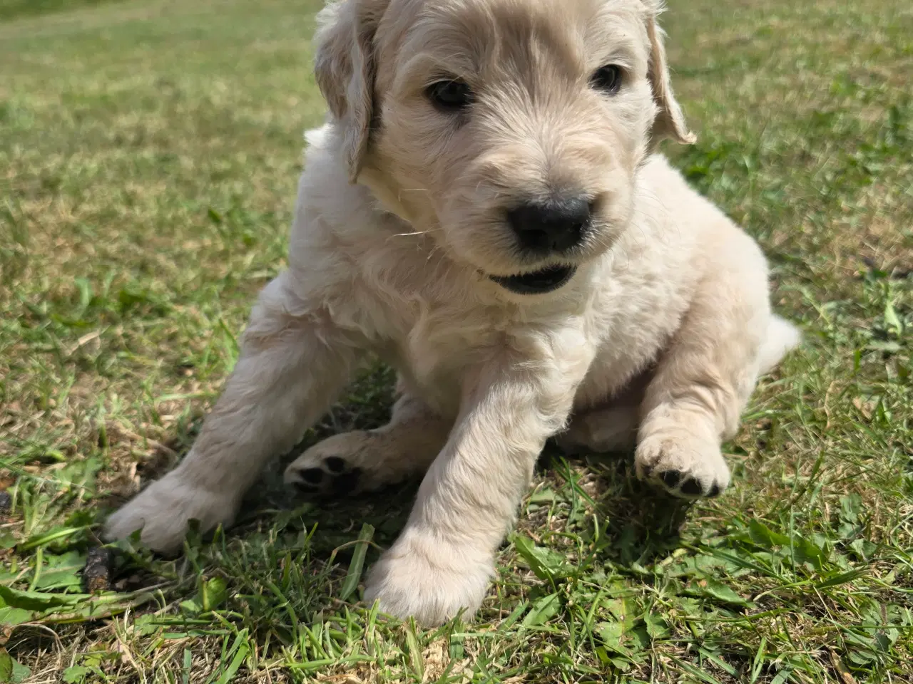 Billede 13 - Goldendoodle hvalpe søger nyt hjem.