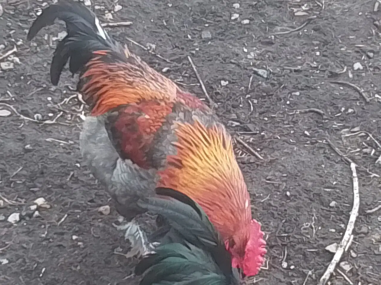 Billede 4 - Hane fra juni 2025