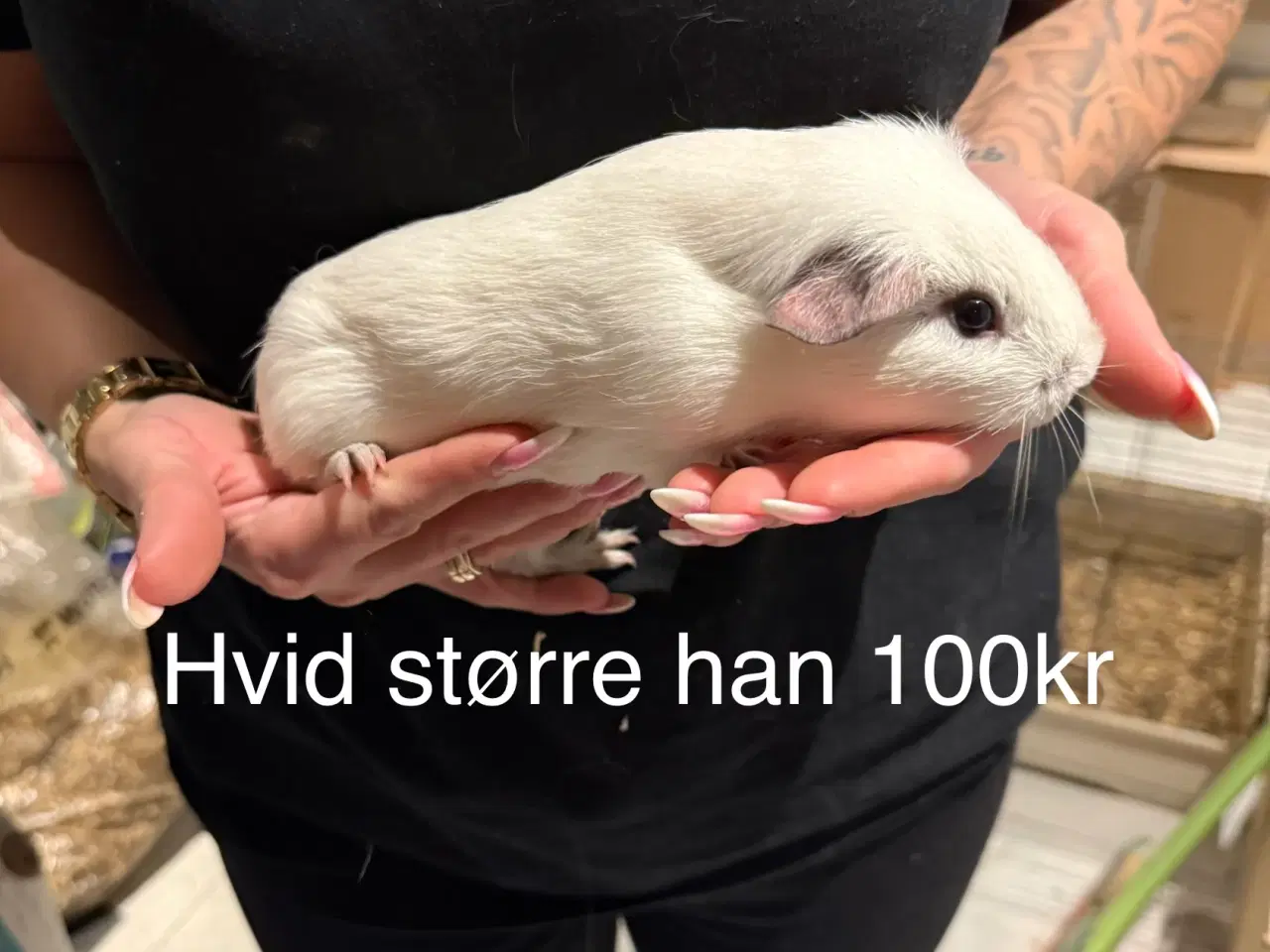 Billede 5 - Marsvin han unger