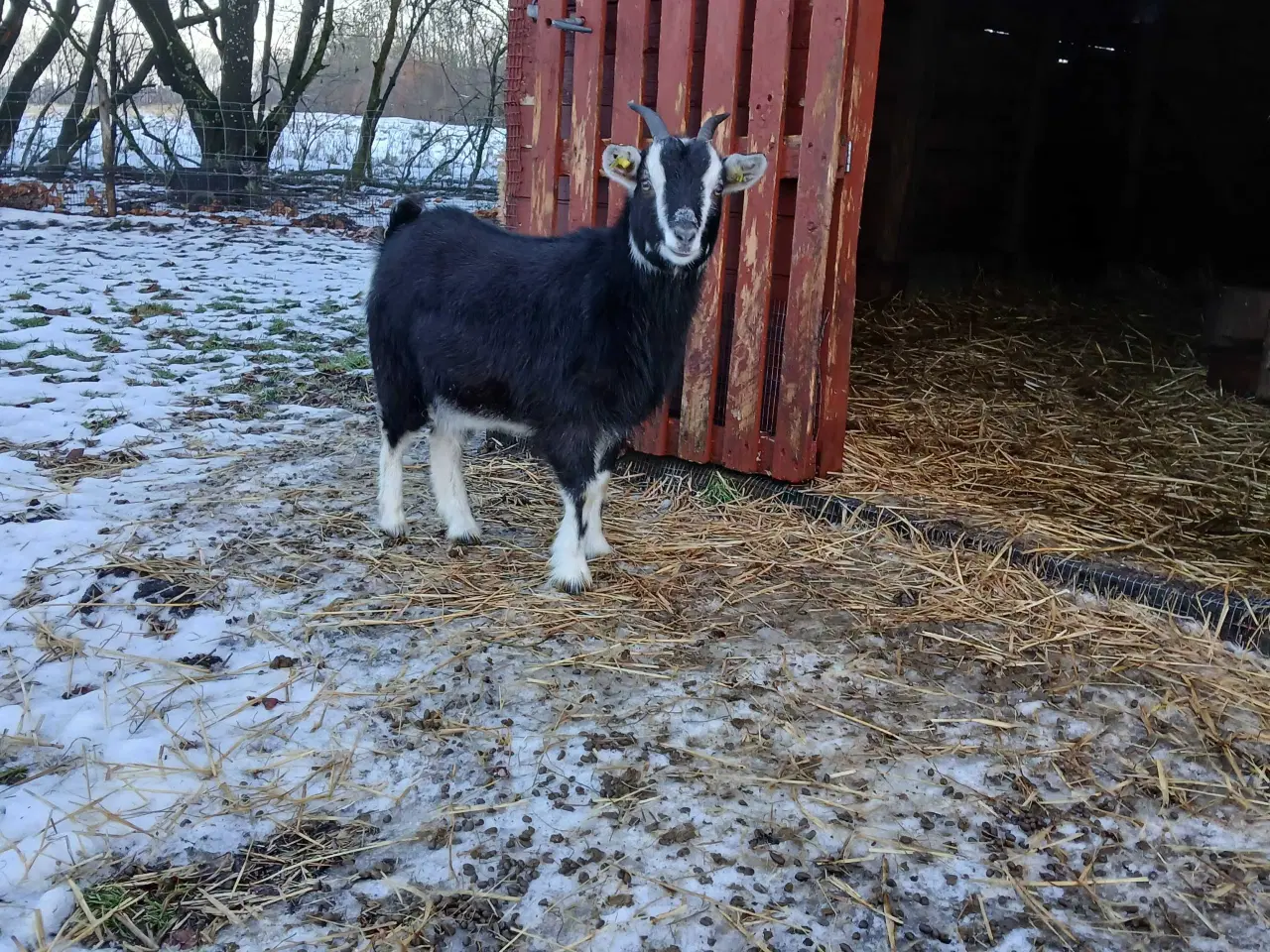 Billede 1 - Dværggimmer på 1,5 år