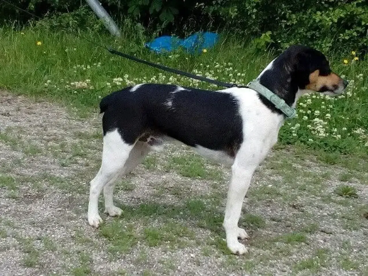 Billede 2 - Dansk Svensk gårdhund blanding