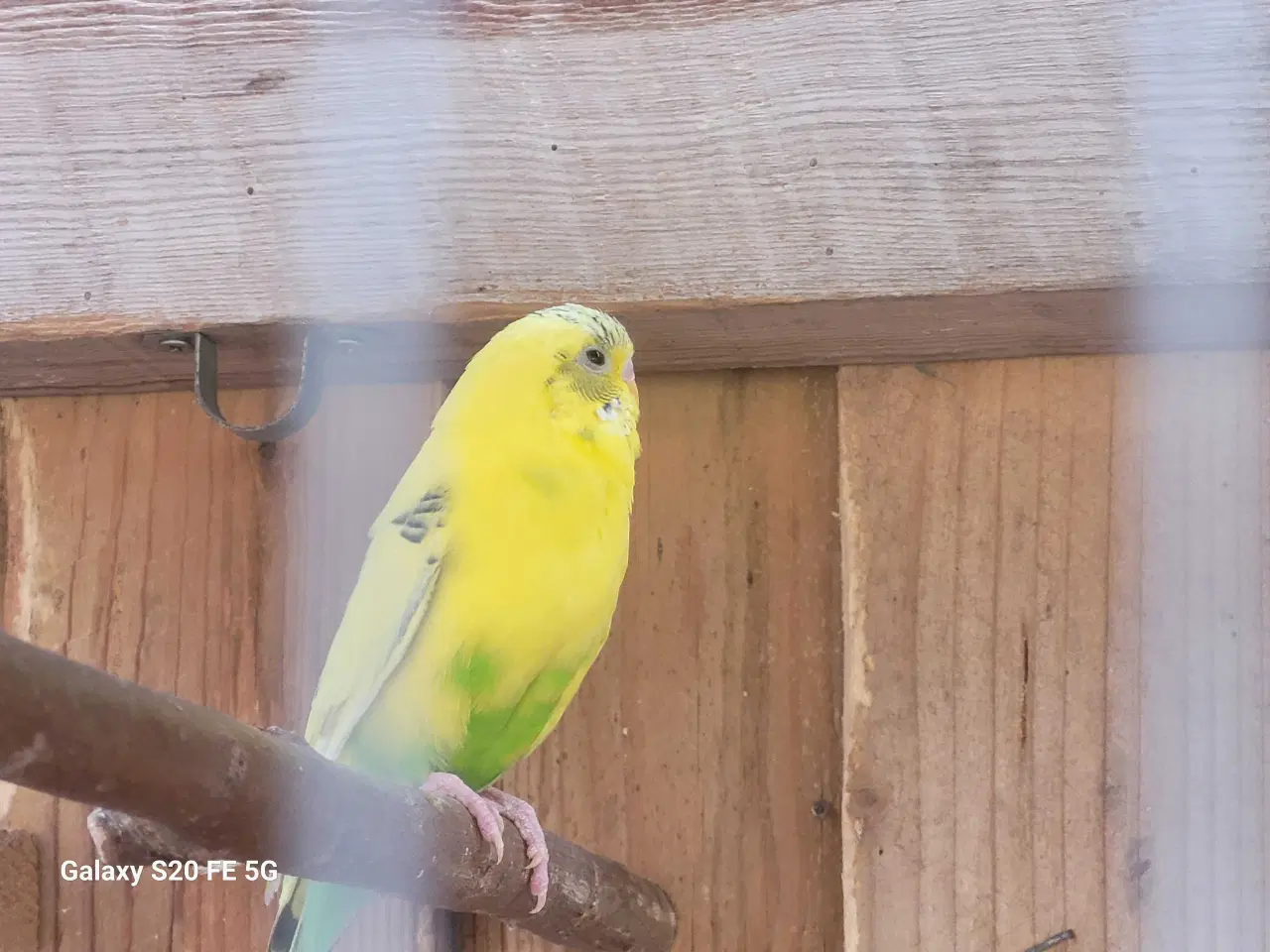 Billede 1 - Fine Australske Undulater 