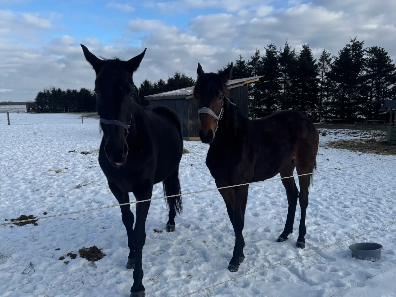 Billede 1 - Mor og datter 