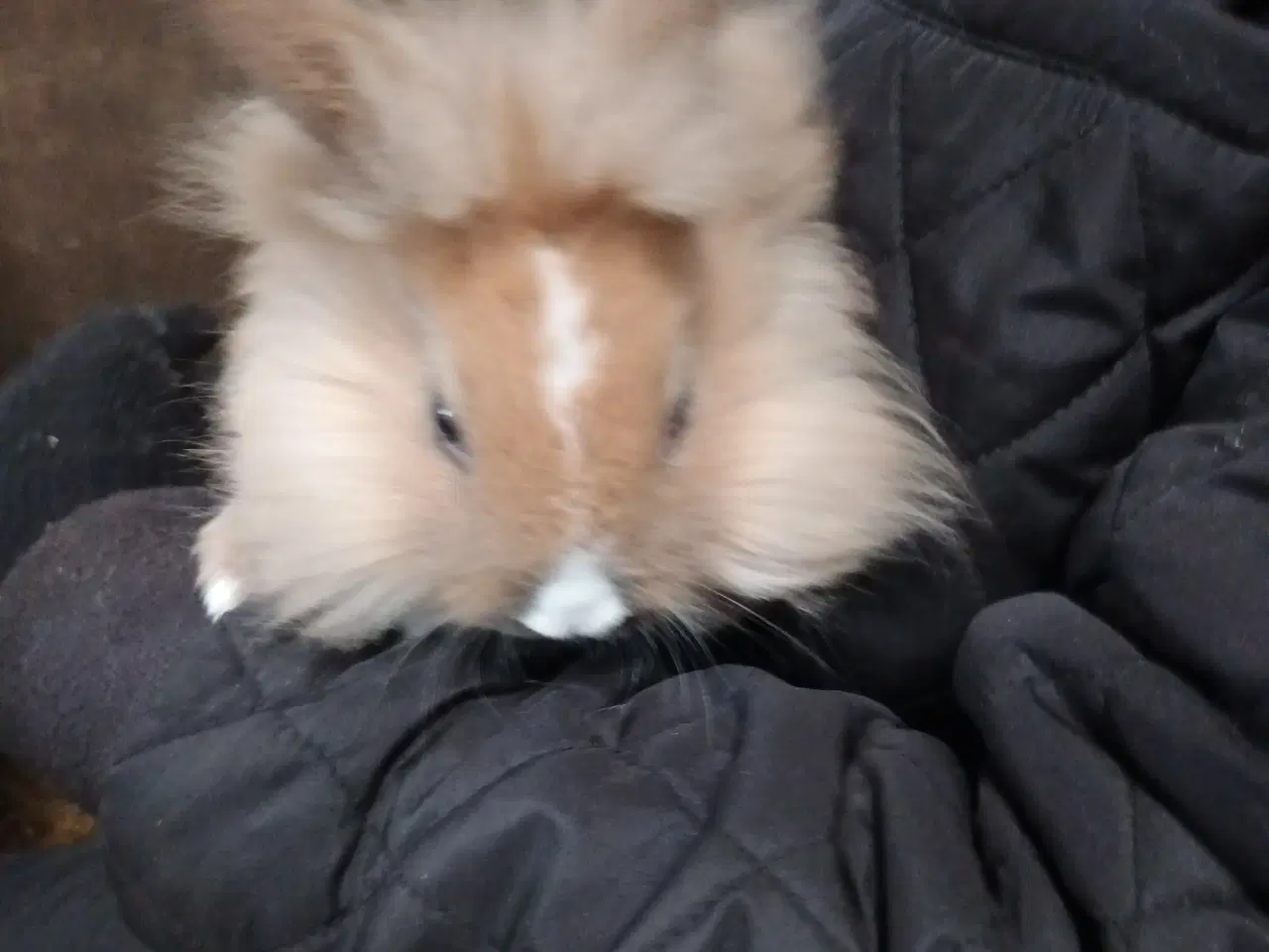 Billede 7 - Kaninunger