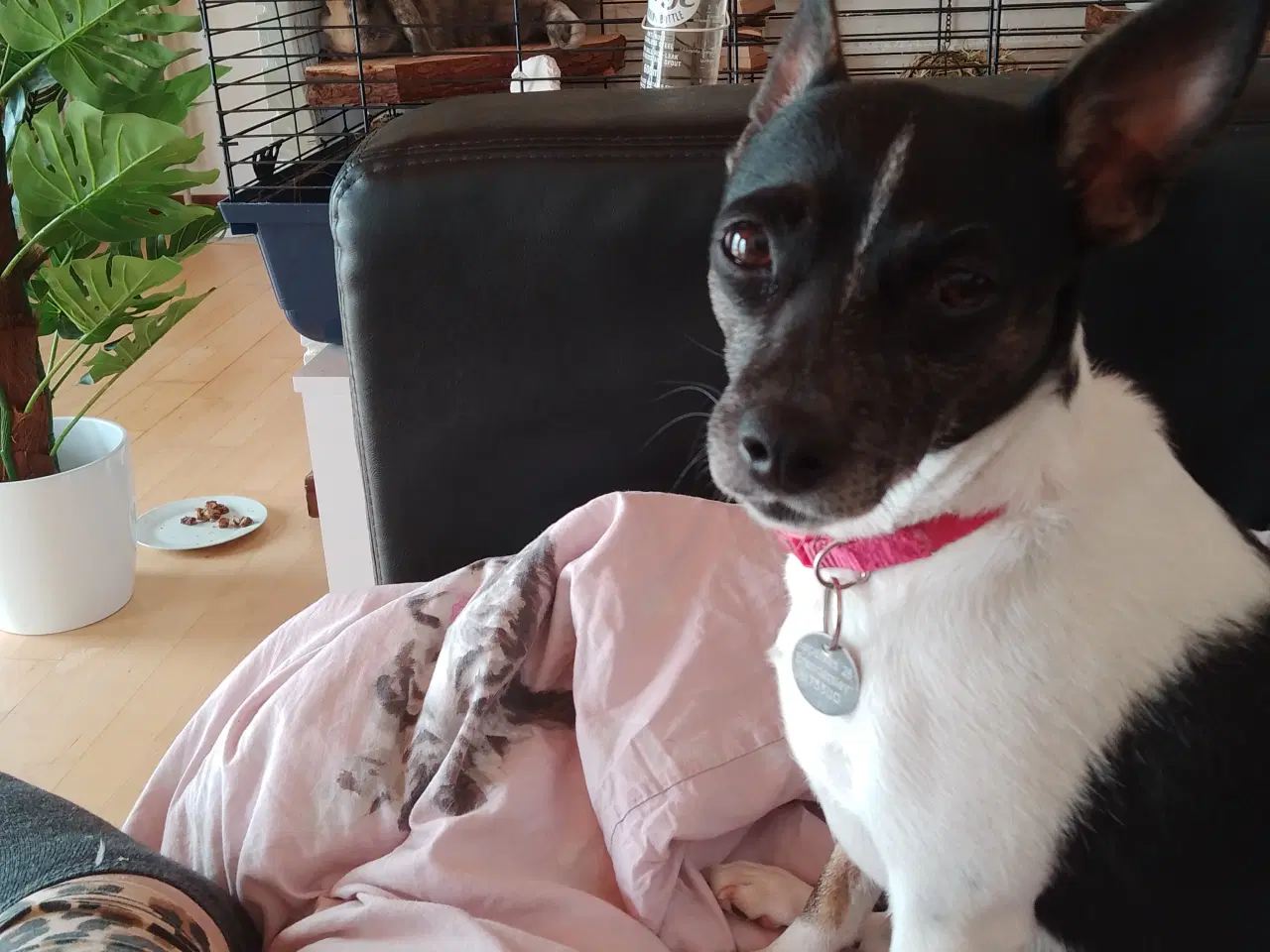 Billede 3 - Blandings hund