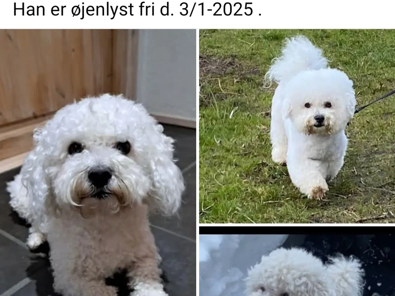 Billede 3 - Bichon frise tilbydes til avl. 