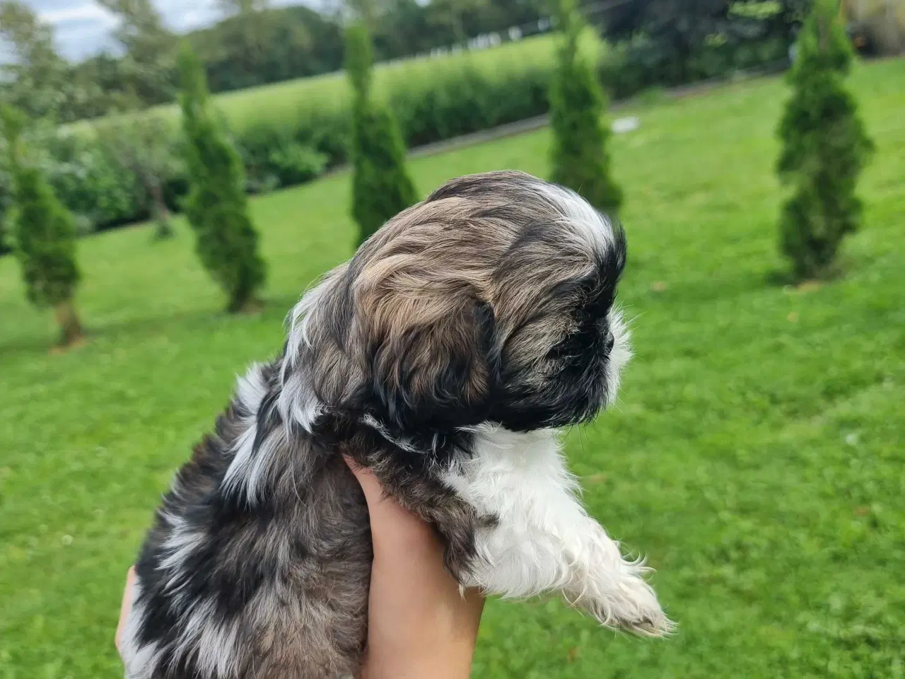 Billede 4 - Shih Tzu-hvalpe 