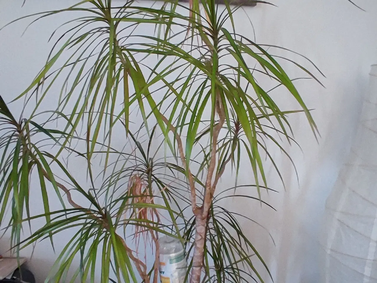 Billede 16 - Dracaena, Stueplante