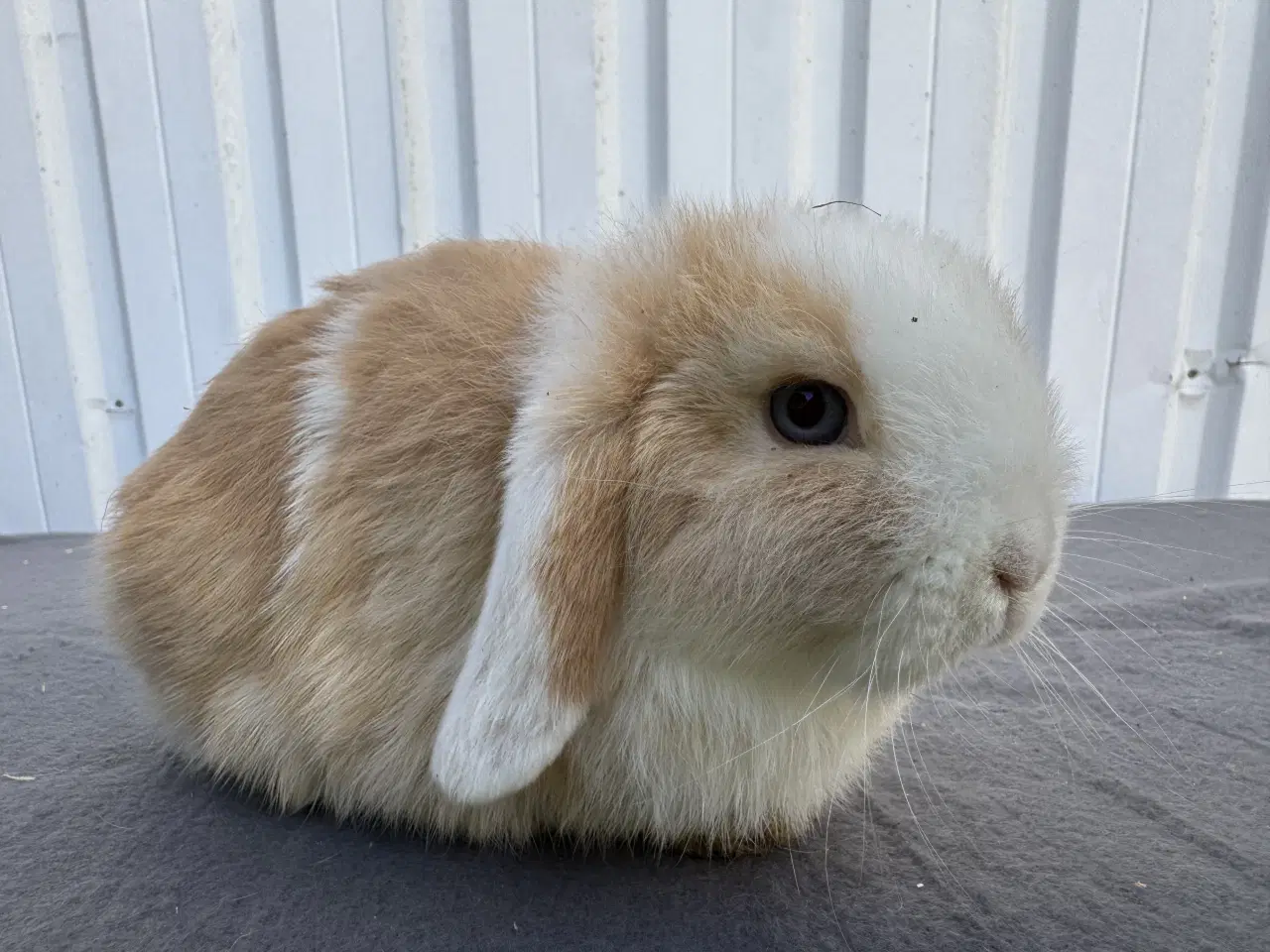 Billede 1 - Mini lop hankanin