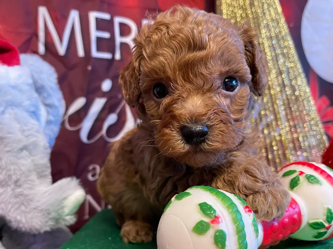 Billede 3 - Maltipoo hvalp inden jul ?? 