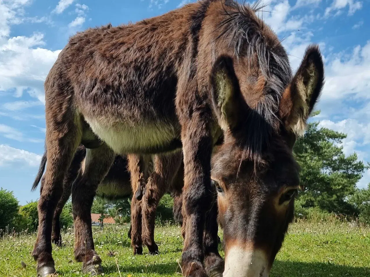 Billede 2 - Skøn æsel hingst