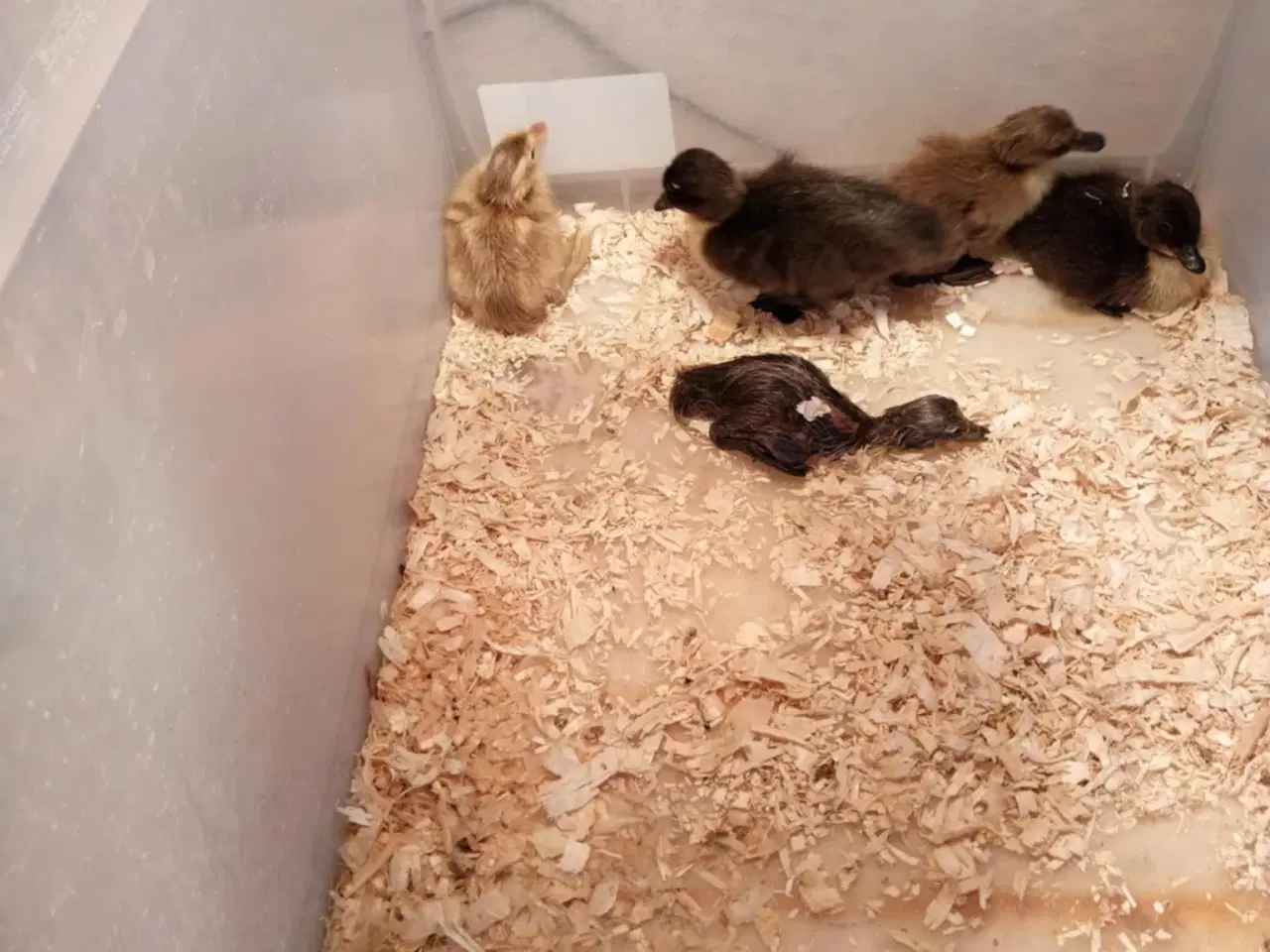 Billede 2 - Ællinger, der lige er født i zone 6818, sælges