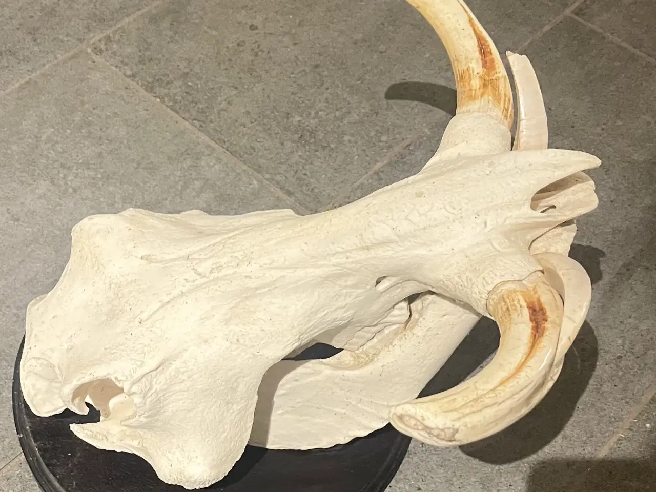 Billede 3 - Stor flot vortesvin 