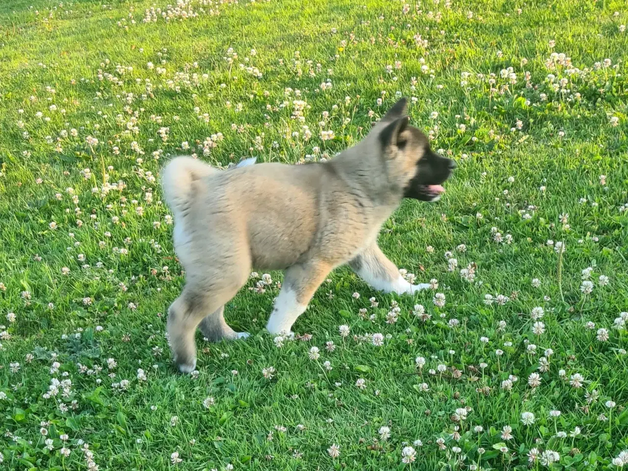 Billede 6 - Hundehvalpe Akita ,kom med et relistisk bud 