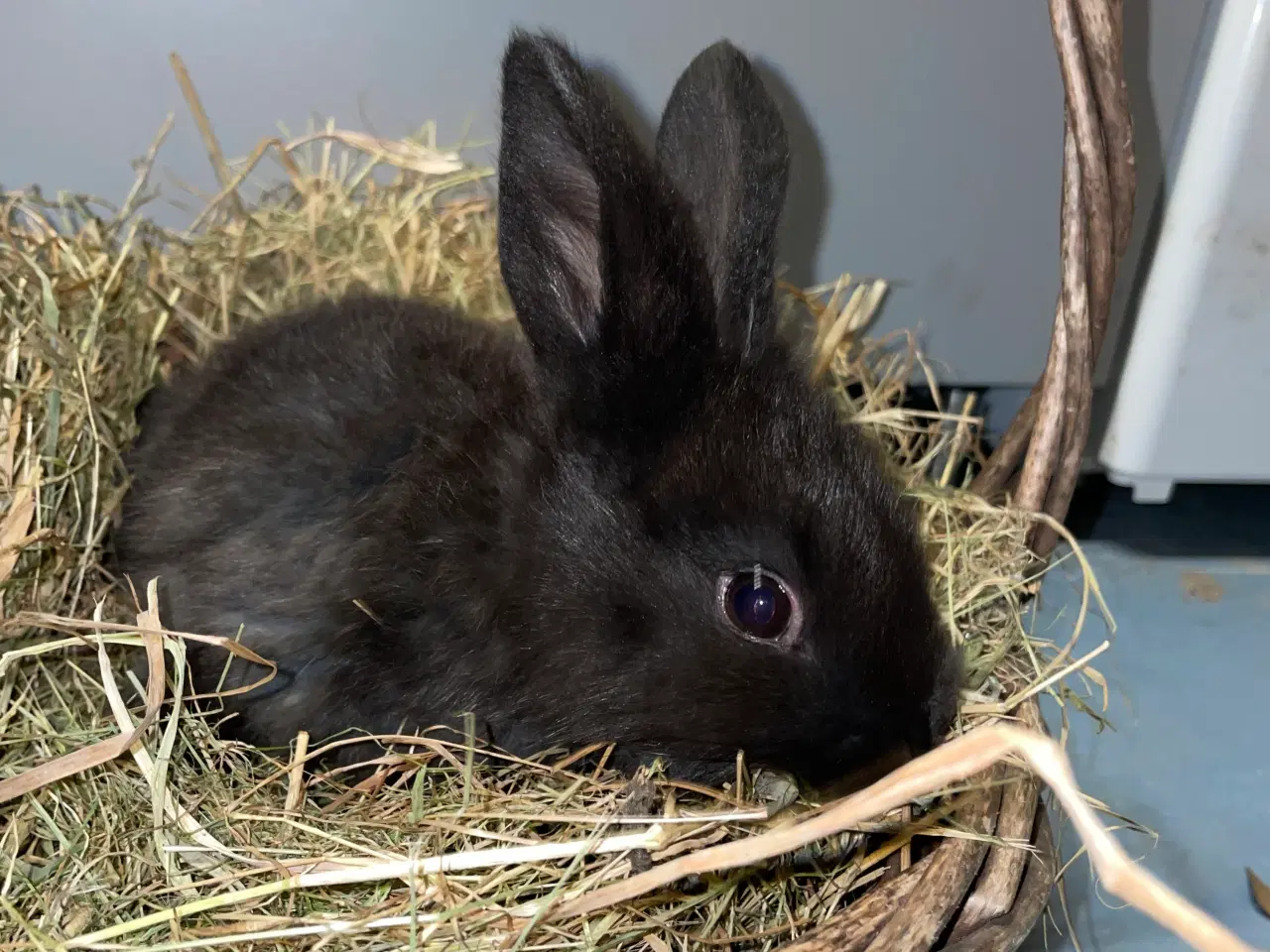 Billede 6 - Kaniner 
