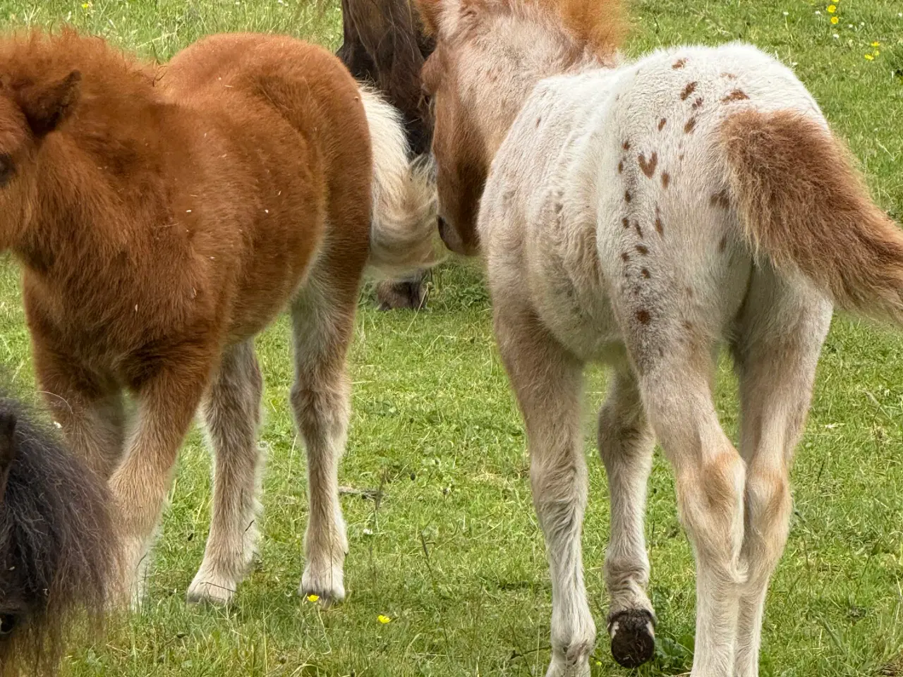 Billede 5 - Mini Pony 