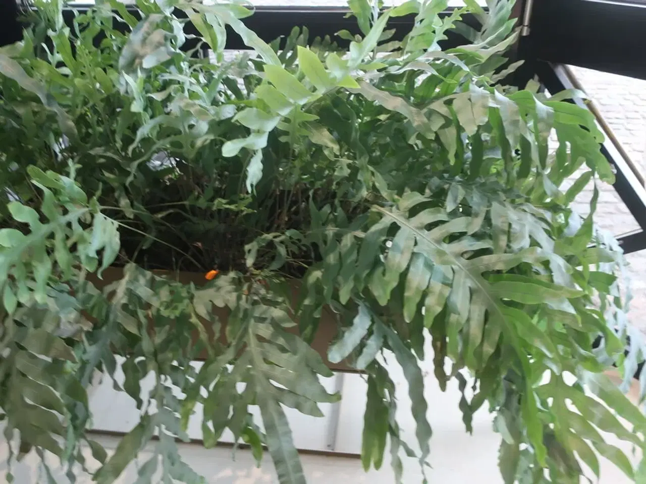 Billede 2 - Plantekasse