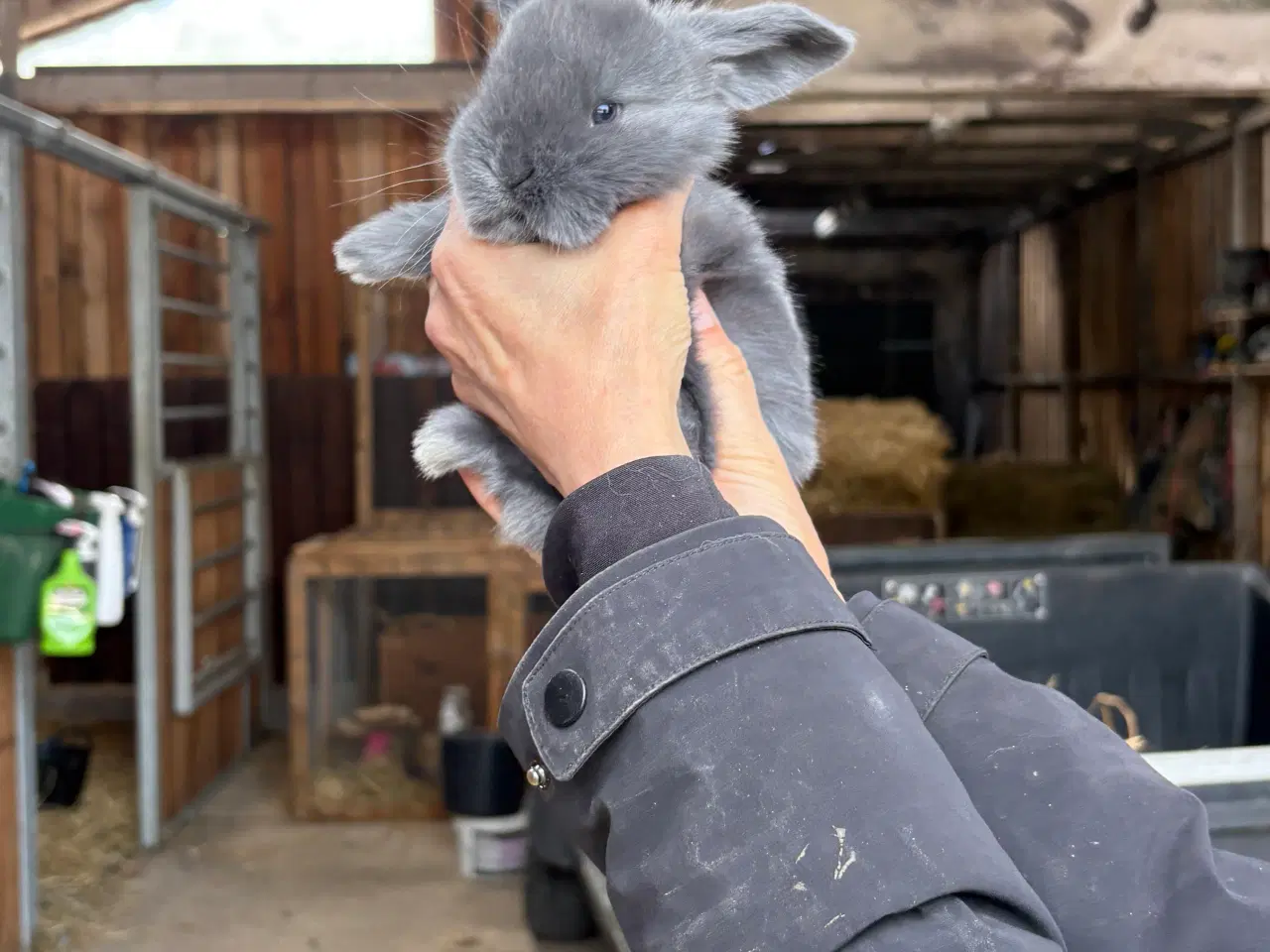Billede 4 - Tamme franske vædder uger i farven blå og blå otte