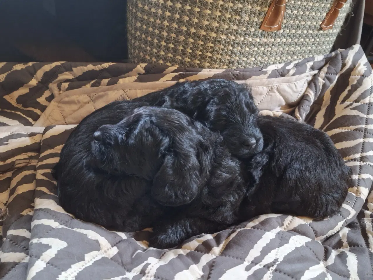 Billede 4 - Sorte Goldendoodle hvalpe