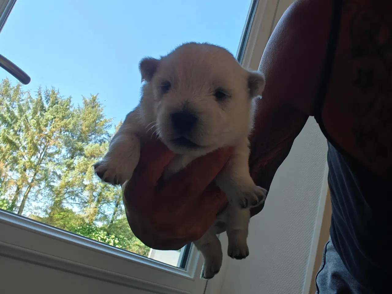 Billede 3 - Westie hvalpe