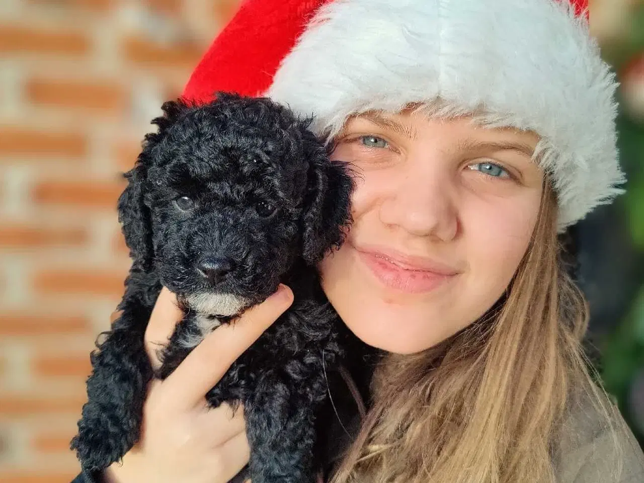 Billede 2 - Skønne cavapoo 1b julehvalpe