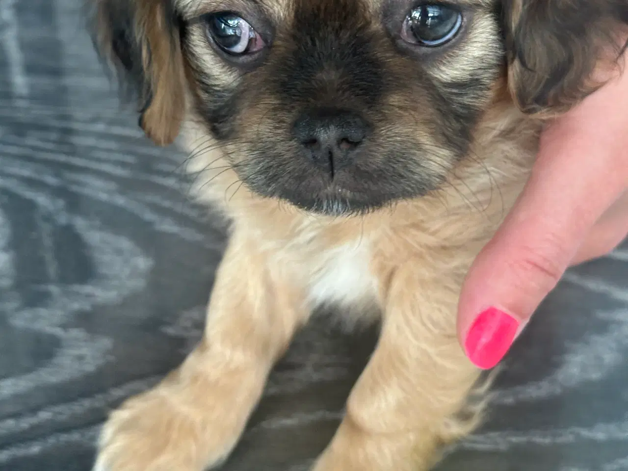 Billede 13 - Shih tzu blandinger 