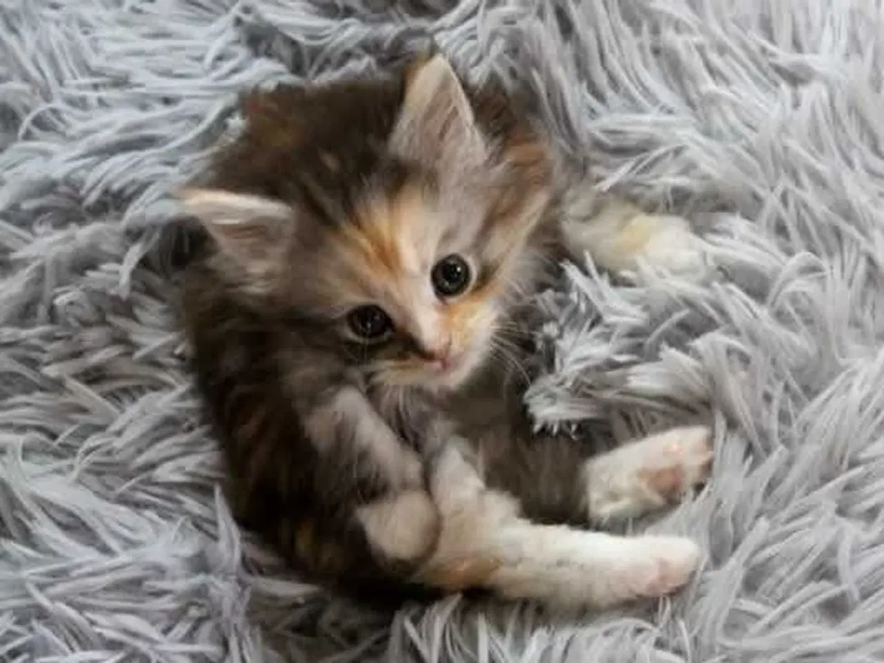 Billede 2 - Maine coon killinger med tavle