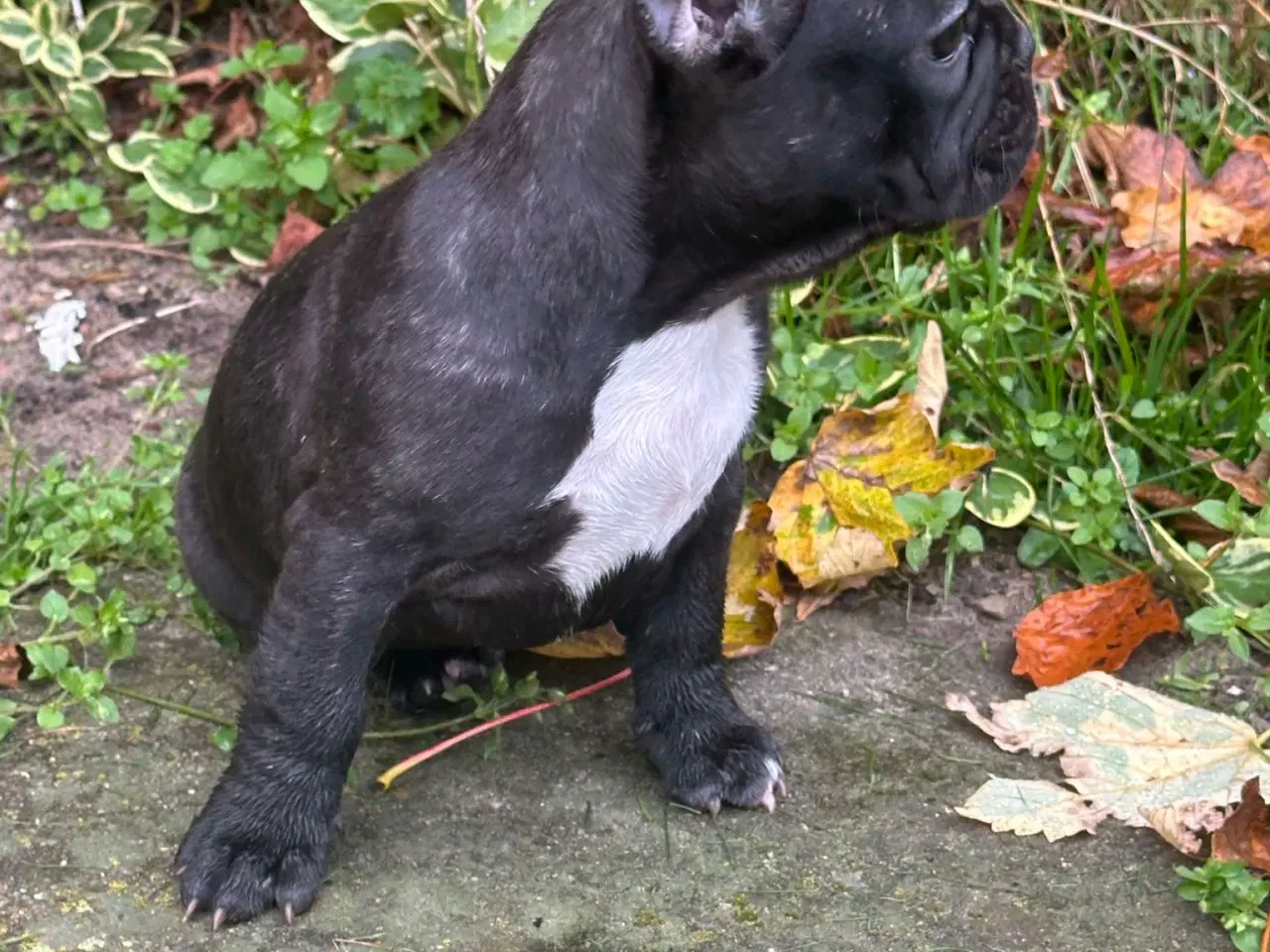 Billede 12 - Fransk bulldog brindle/ blå