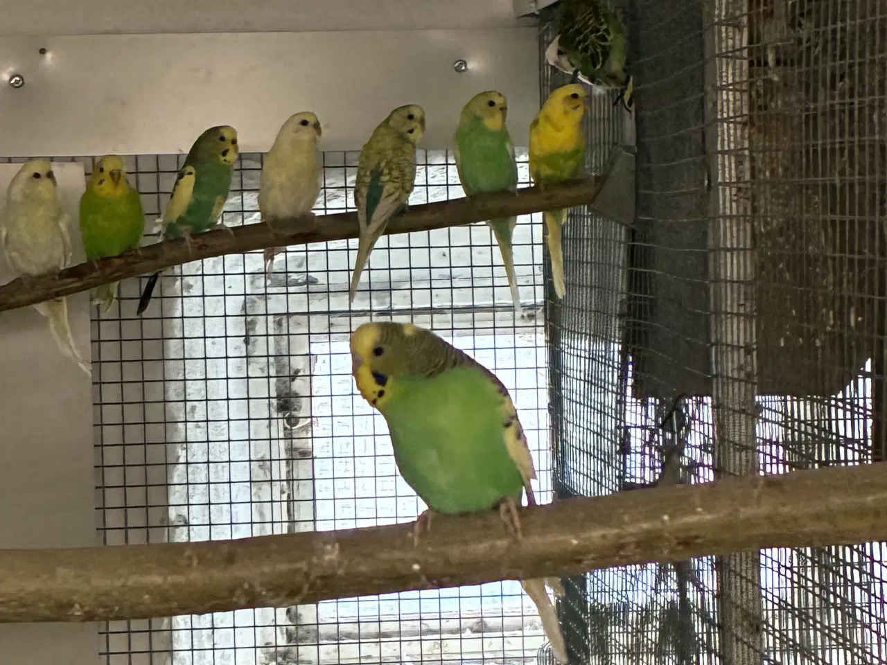 Billede 3 - Undulater