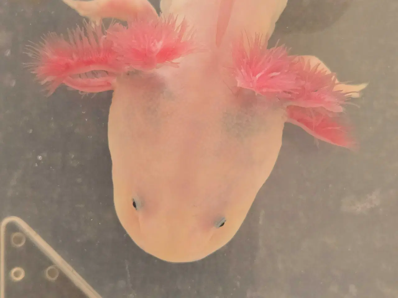 Billede 5 - Axolotler m. Stamtavle fra kendte linjer