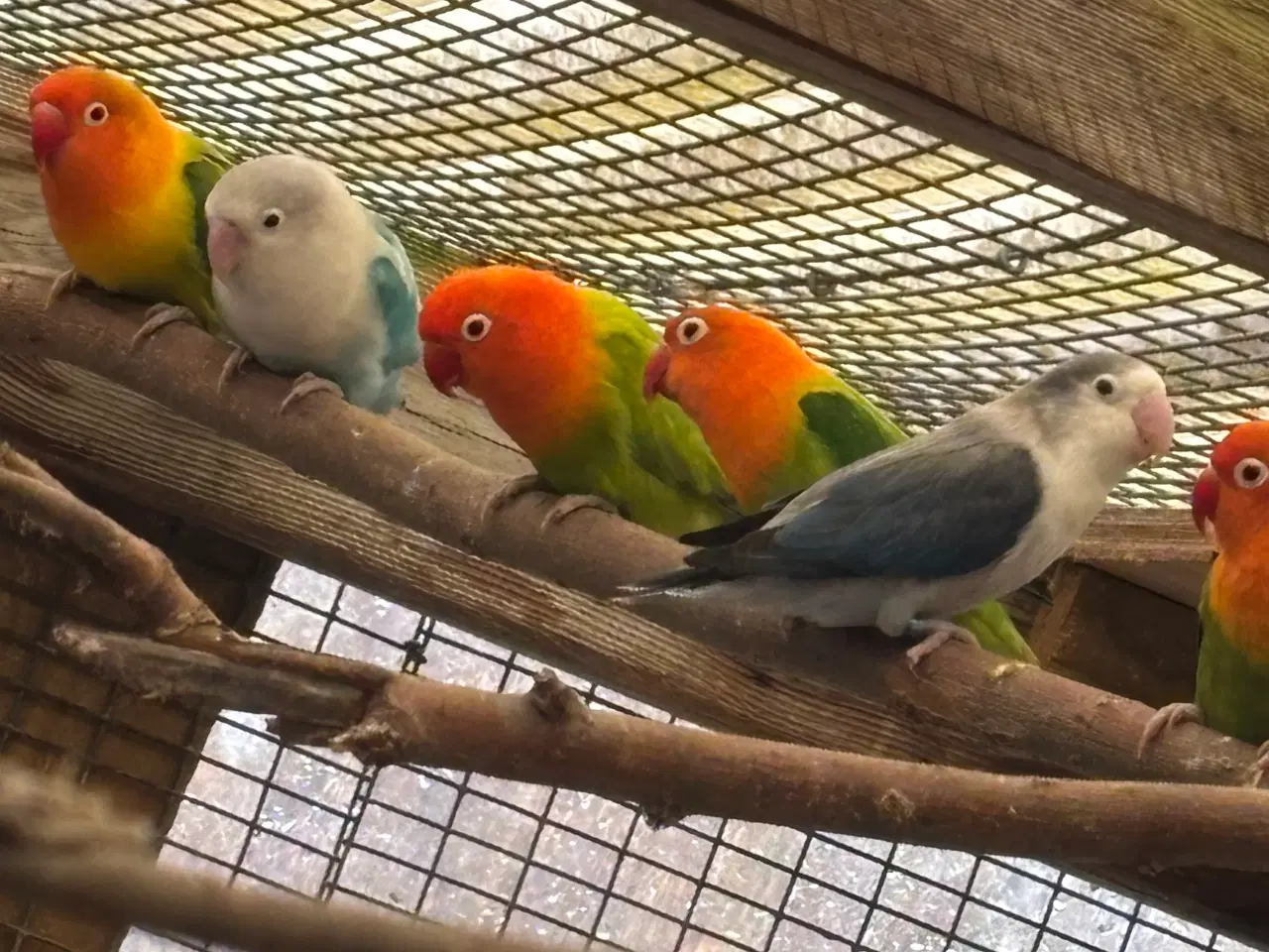 Billede 6 - Rødhovedet dværgpapegøje opalin